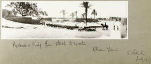 Bedoeïenen brengen hun vee naar water, Khan Yunis, Zuid-Palestina, juli 1917